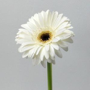 Gerbera Blanc
